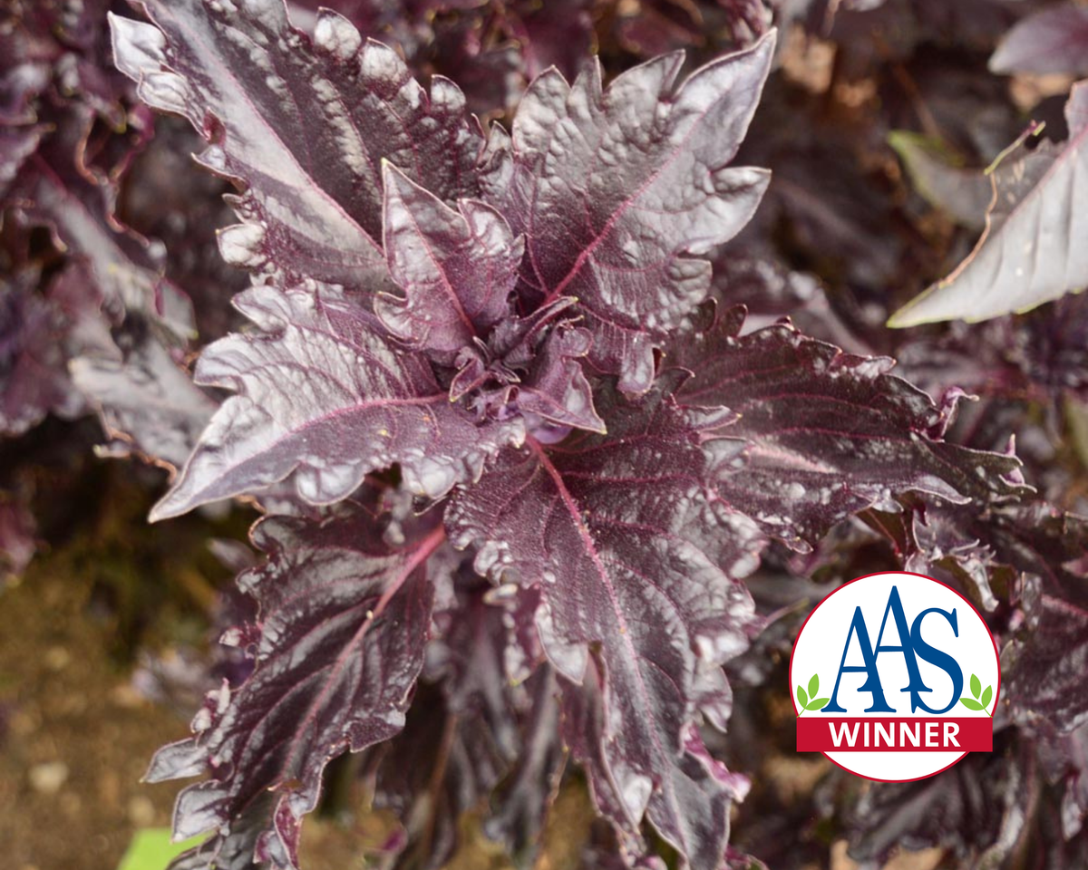 Purple Ruffles Basil Seeds