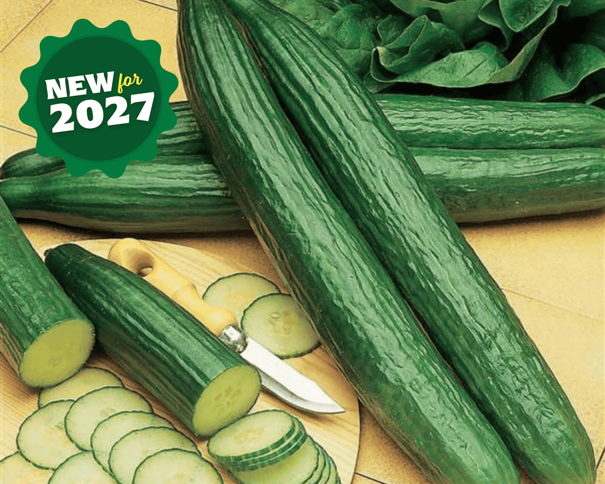 Telegraph Improved Heirloom English Cucumber Seeds