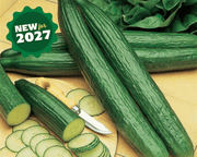 Telegraph Improved Heirloom English Cucumber Seeds