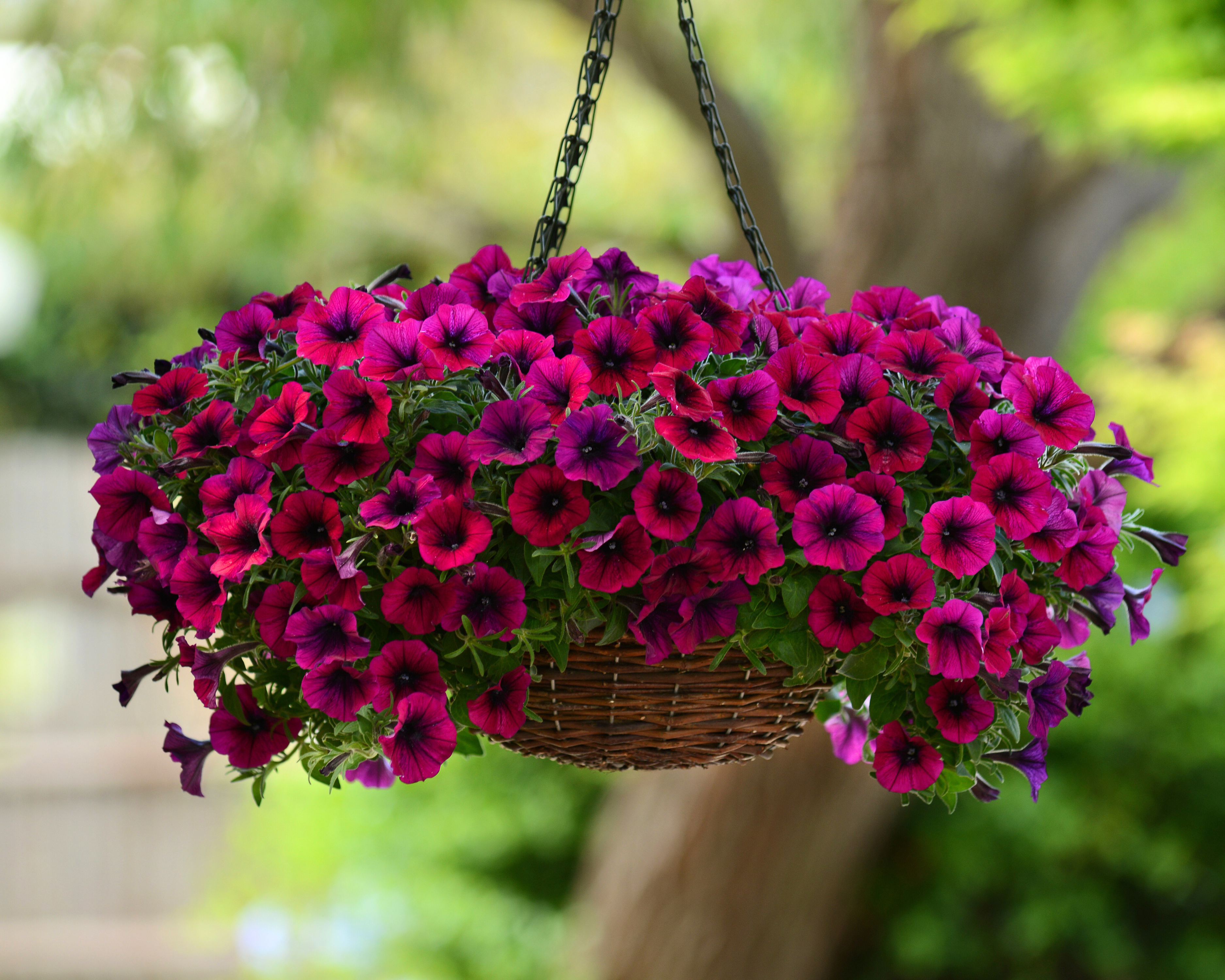 Seeds 'n Such Shock Wave Petunia - Thumbnail 2