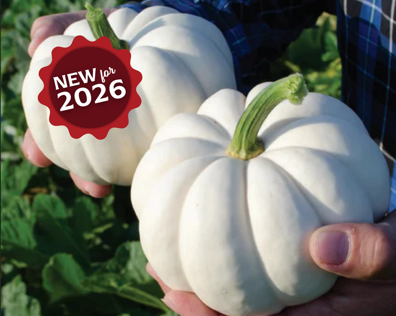 Bulk: Casperita Hybrid Pumpkin Seeds