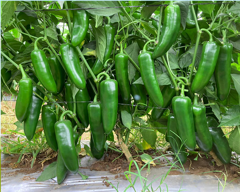 Bulk: Unicron Hybrid Pepper Seeds