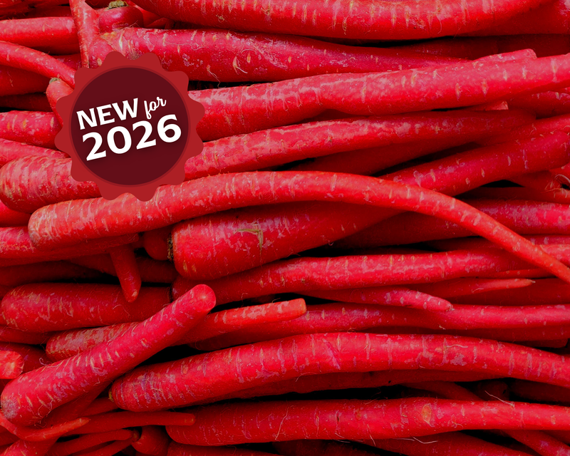 Bulk: Kyoto Red Carrot Seeds