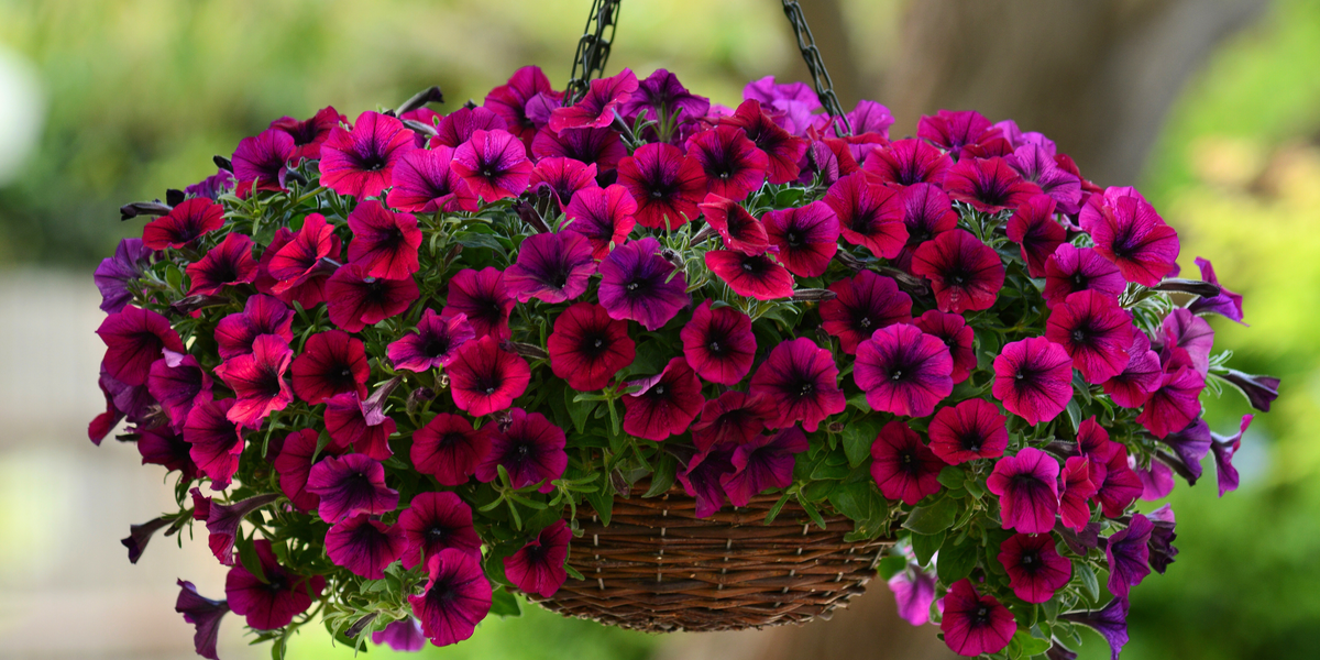 black purple scarce rare phantom petunia flower seeds Shock Wave® Deep Purple Spreading Petunia Seeds — Seeds 'n Such