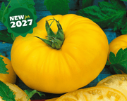Giant Belgium Yellow Heirloom Beefsteak Tomato Seeds