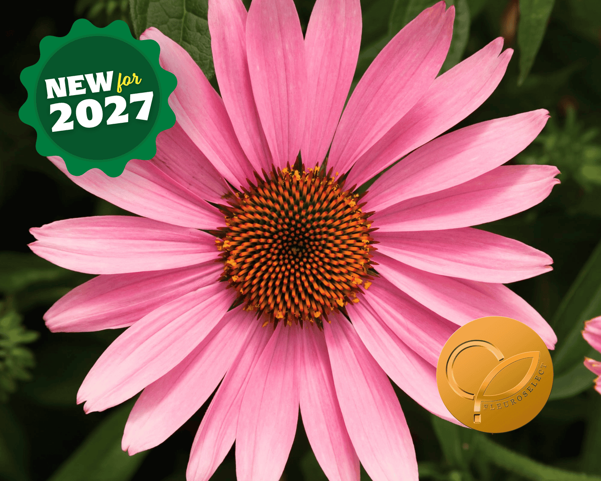 Prairie Splendor Deep Rose Echinacea Seeds