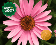 Prairie Splendor Deep Rose Echinacea Seeds