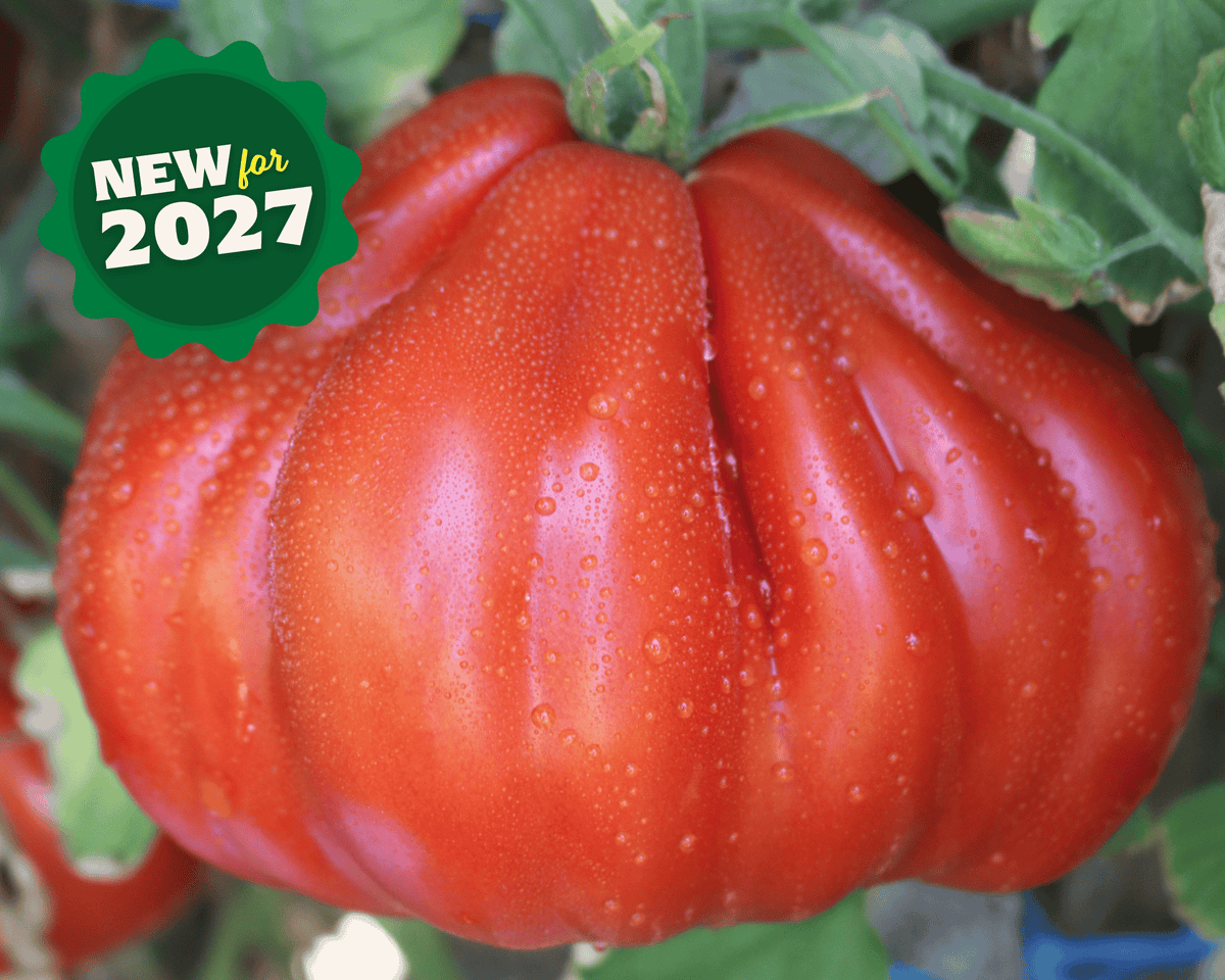Palpatation Hybrid Oxheart Tomato Seeds