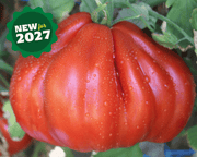 Palpatation Hybrid Oxheart Tomato Seeds