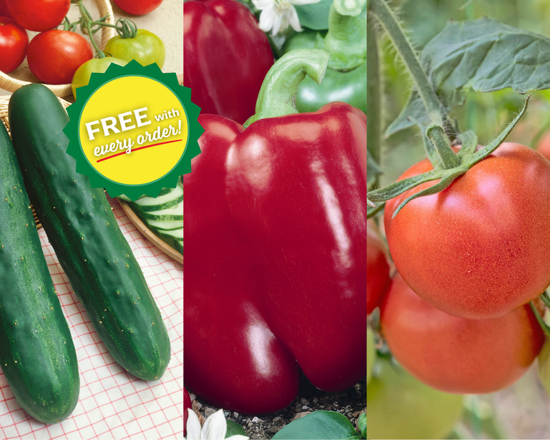 2026 Early Bird Special | 3 Free Packets in Every Order!