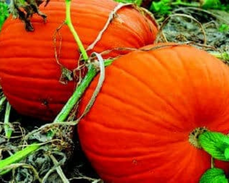 where to buy pumpkin seeds for planting near me Connecticut Field Pumpkin Seeds — Seeds 'n Such