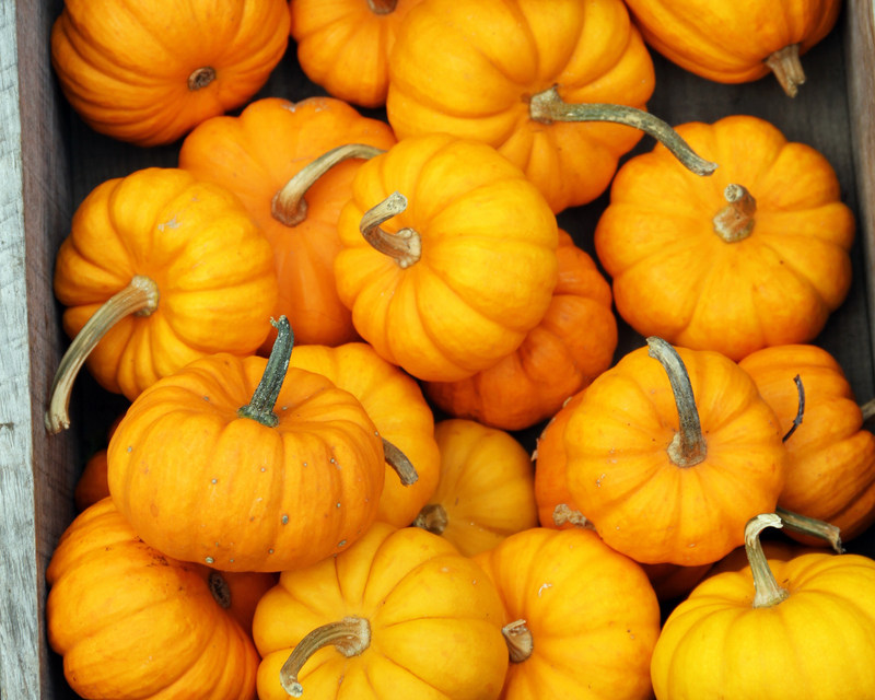 Bulk: Jack Be Little Pumpkin Seeds