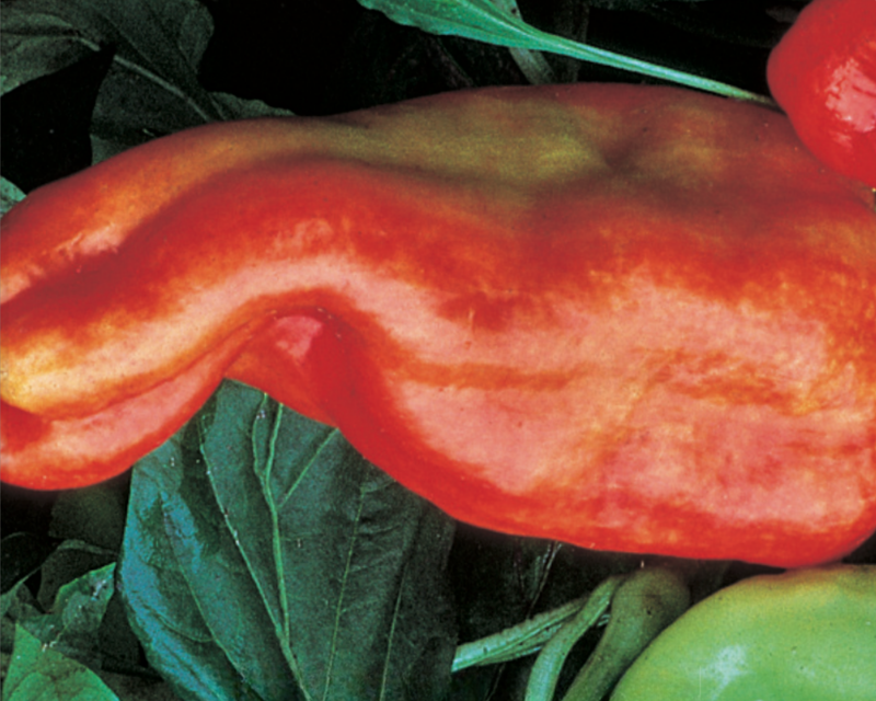 Giant Aconcagua Pepper Seeds