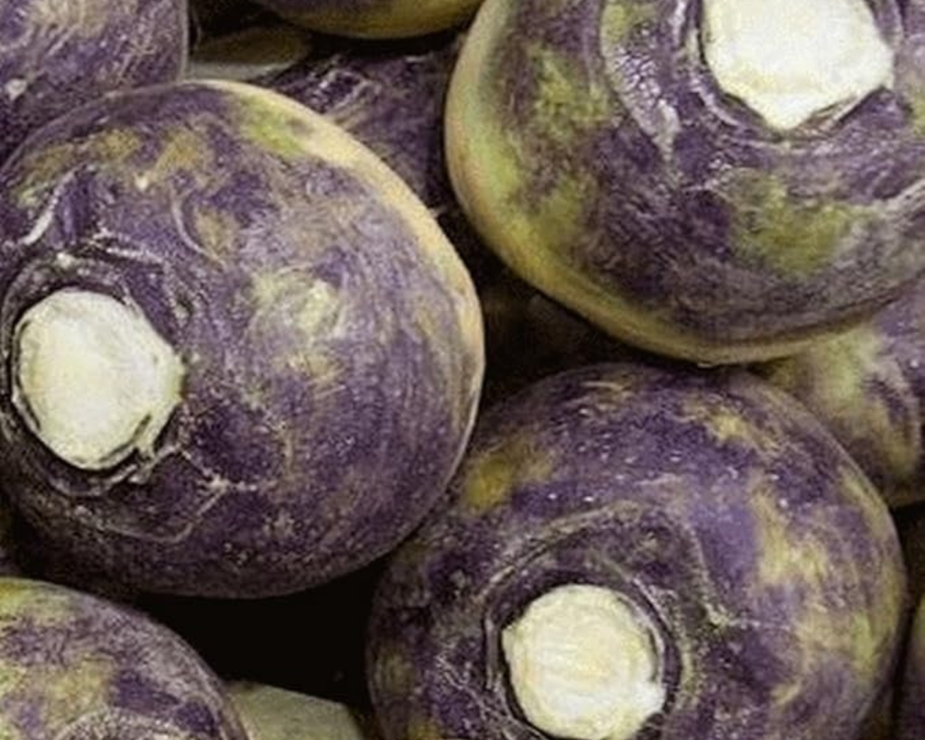 Heirloom Rutabaga