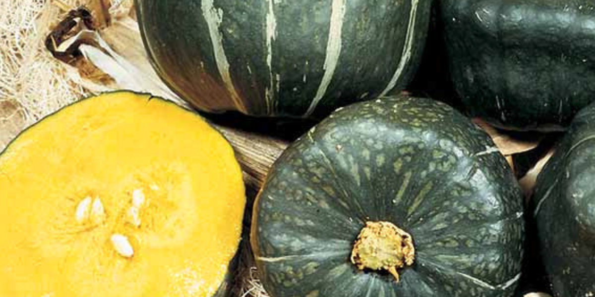 burgess seed and plants Burgess Buttercup Winter Squash Seeds — Seeds 'n Such