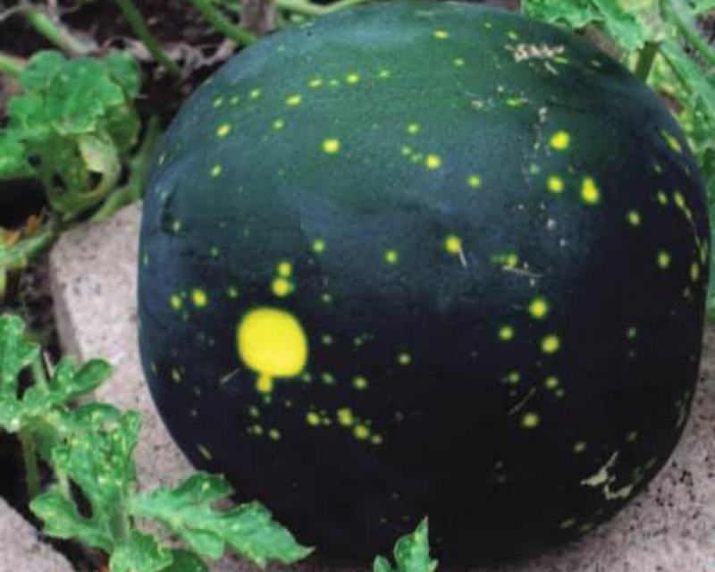 Bulk: Moon & Stars Watermelon Seeds
