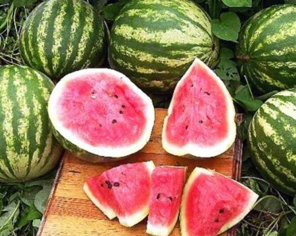planting crimson sweet watermelon seeds Crimson Sweet Watermelon Seeds — Seeds 'n Such