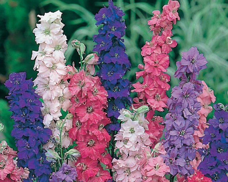 Giant Imperial Mix Larkspur Seeds