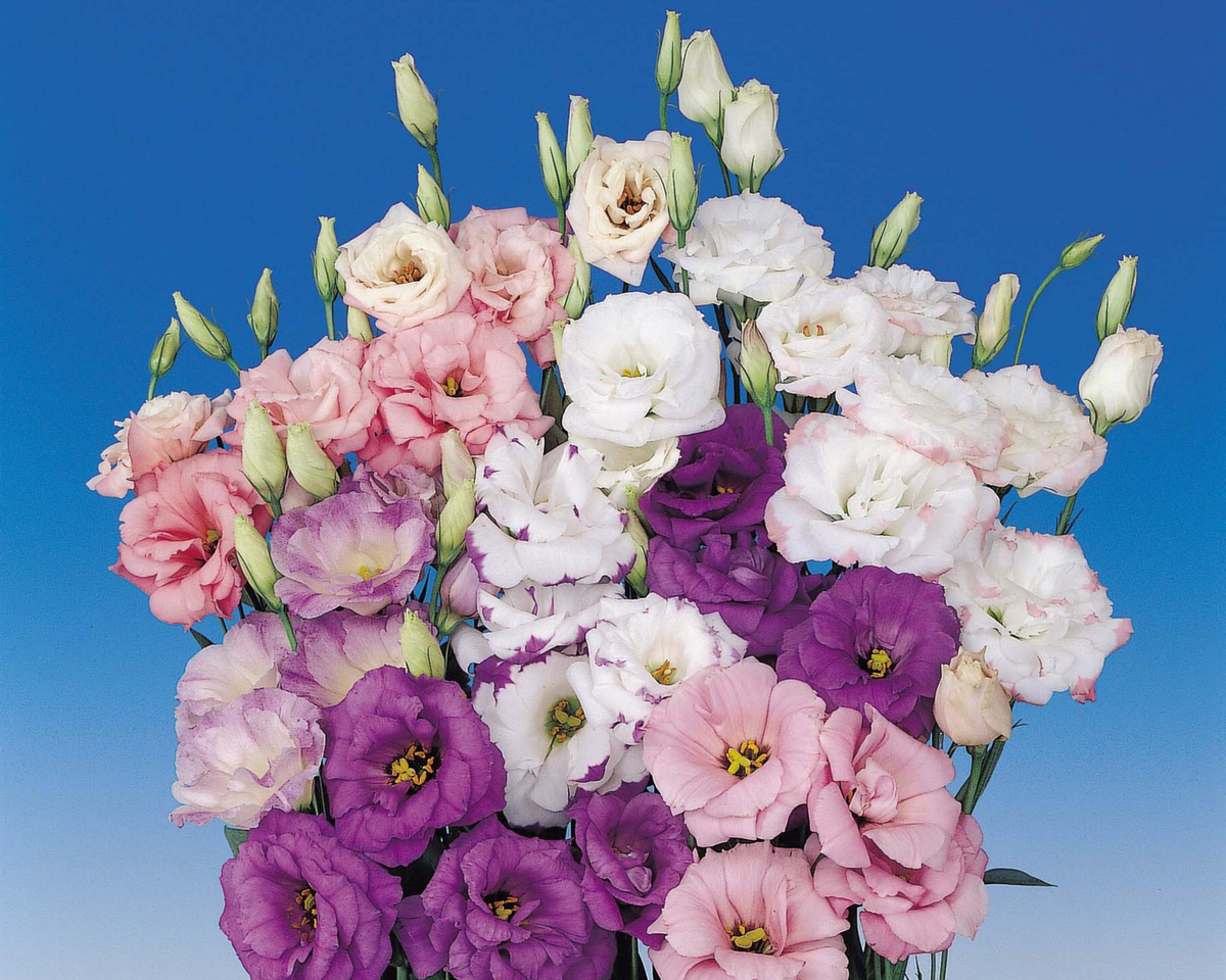 Echo Double Hybrid Mix Lisianthus Seeds