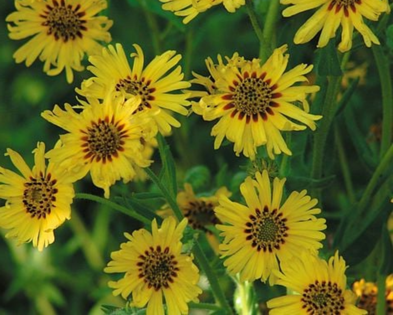 Tropical Fruits Madia Seeds