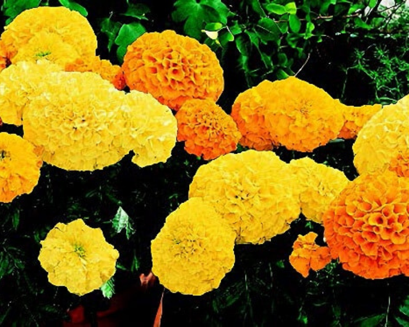 Bulk: Inca II Hybrid Mix Marigold Seeds