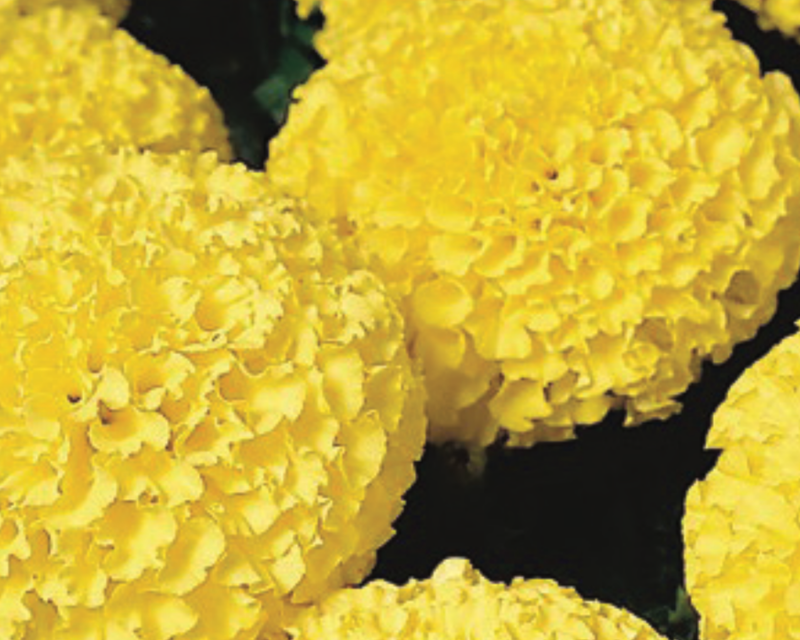 Bulk: Discovery Yellow Hybrid Marigold Seeds