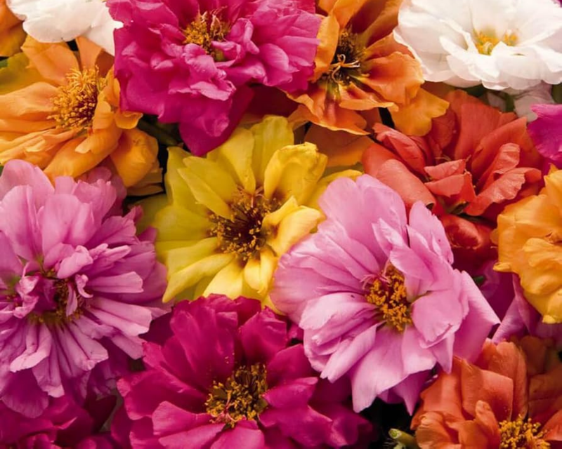 moss rose seeds Sundial Hybrid Mix Portulaca Seeds — Seeds 'n Such