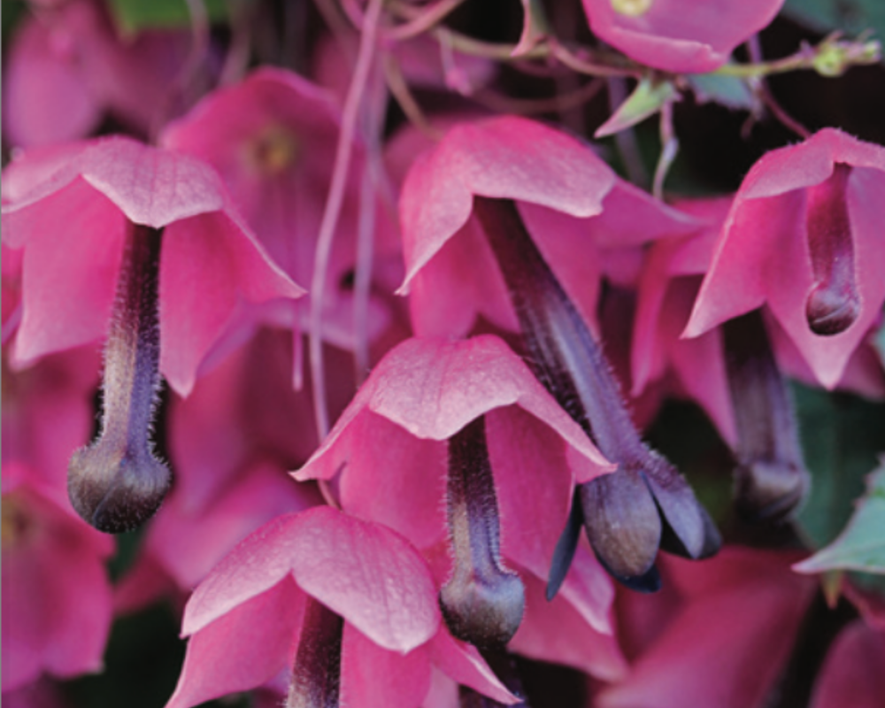 Rhodochiton