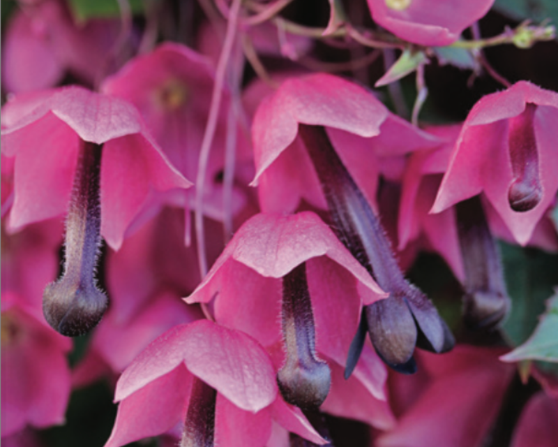 Bulk: Purple Bells Rhodochiton Seeds