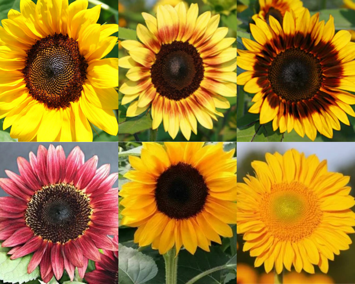 Pro Cut Hybrid Mix Sunflower Seeds — Seeds 'n Such