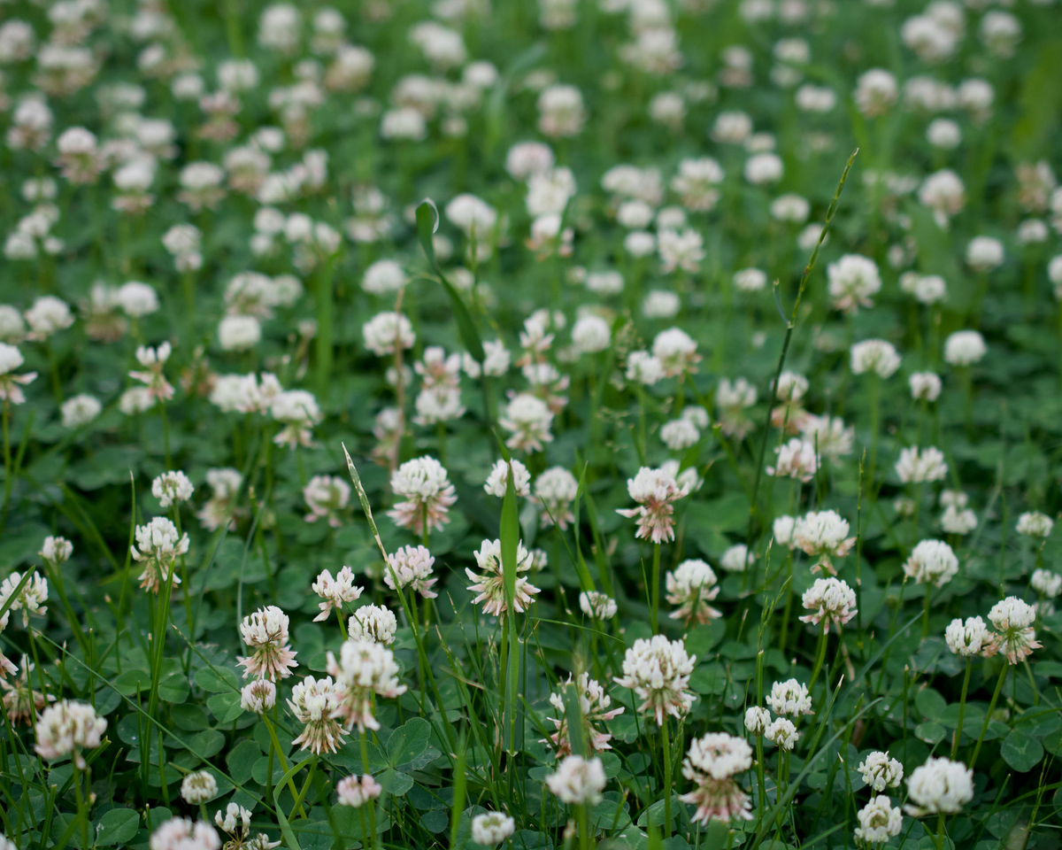 White Dutch Clover Seeds
