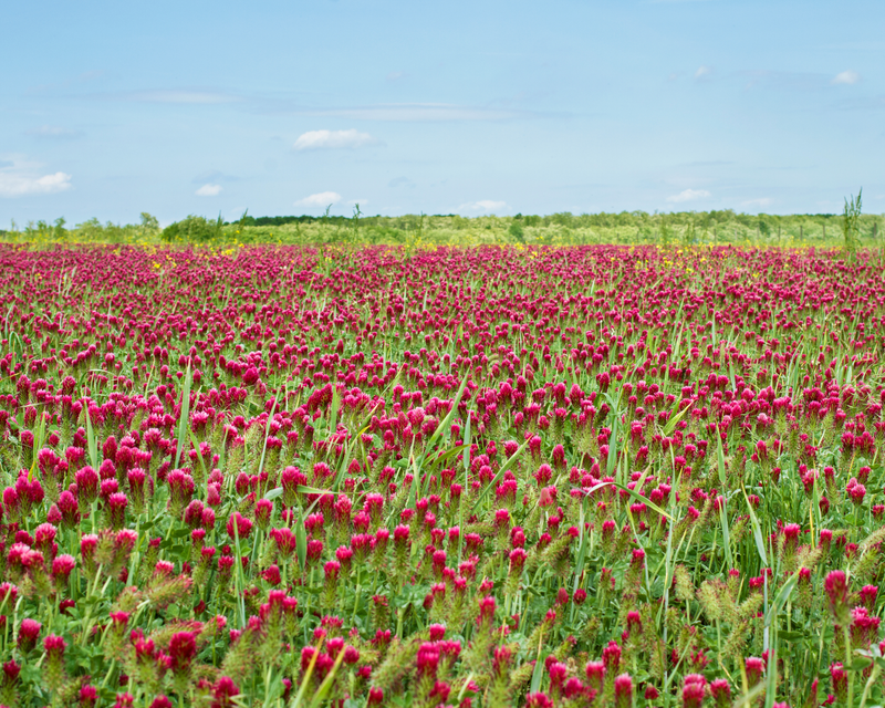 red clover seed planting Crimson Clover Seeds — Seeds 'n Such