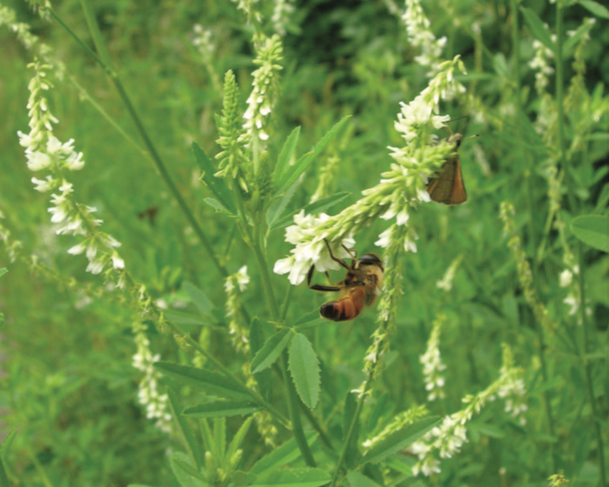 Hubam Sweet Clover Seeds