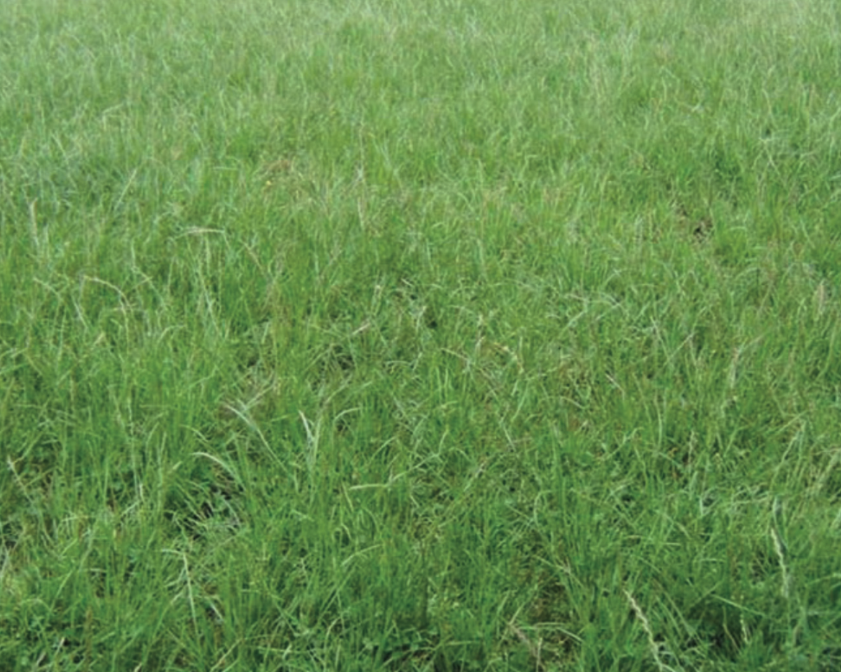 Permanent Pasture Mixture Seeds
