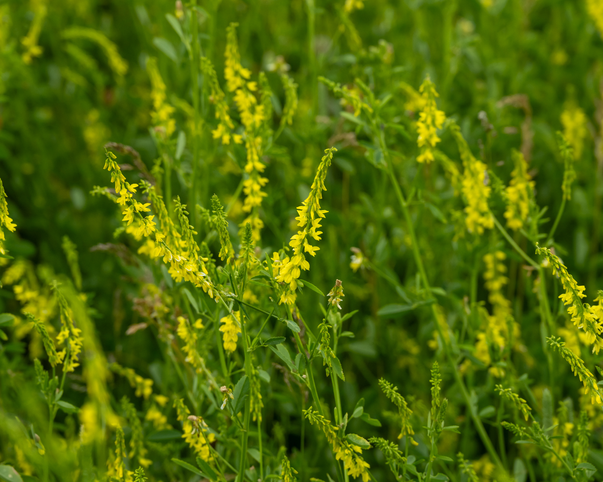 Yellow Blossom Sweet Clover Seeds