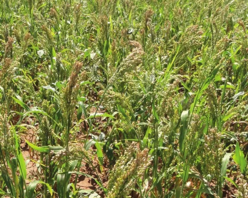 where to buy millet seeds for planting White Proso Millet Seeds