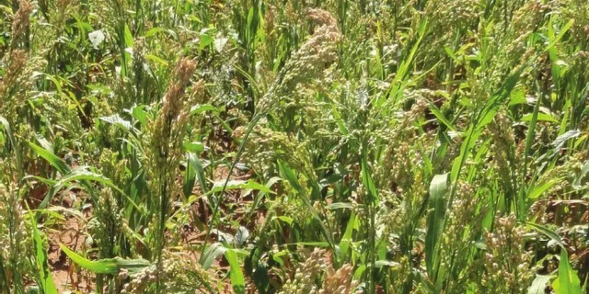 white millet seed planting White Proso Millet Seeds
