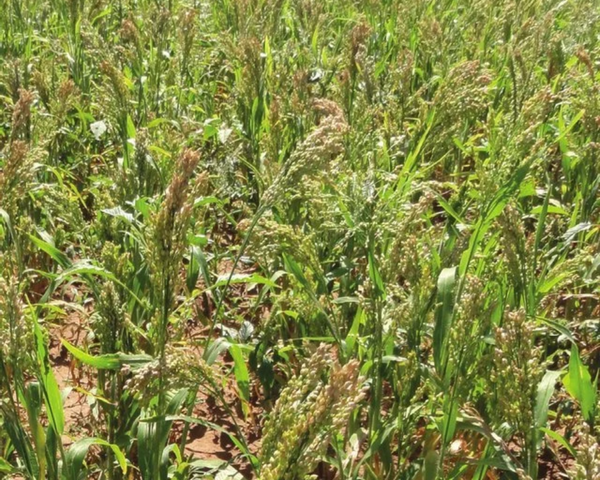 white proso millet seed for planting White Proso Millet Seeds