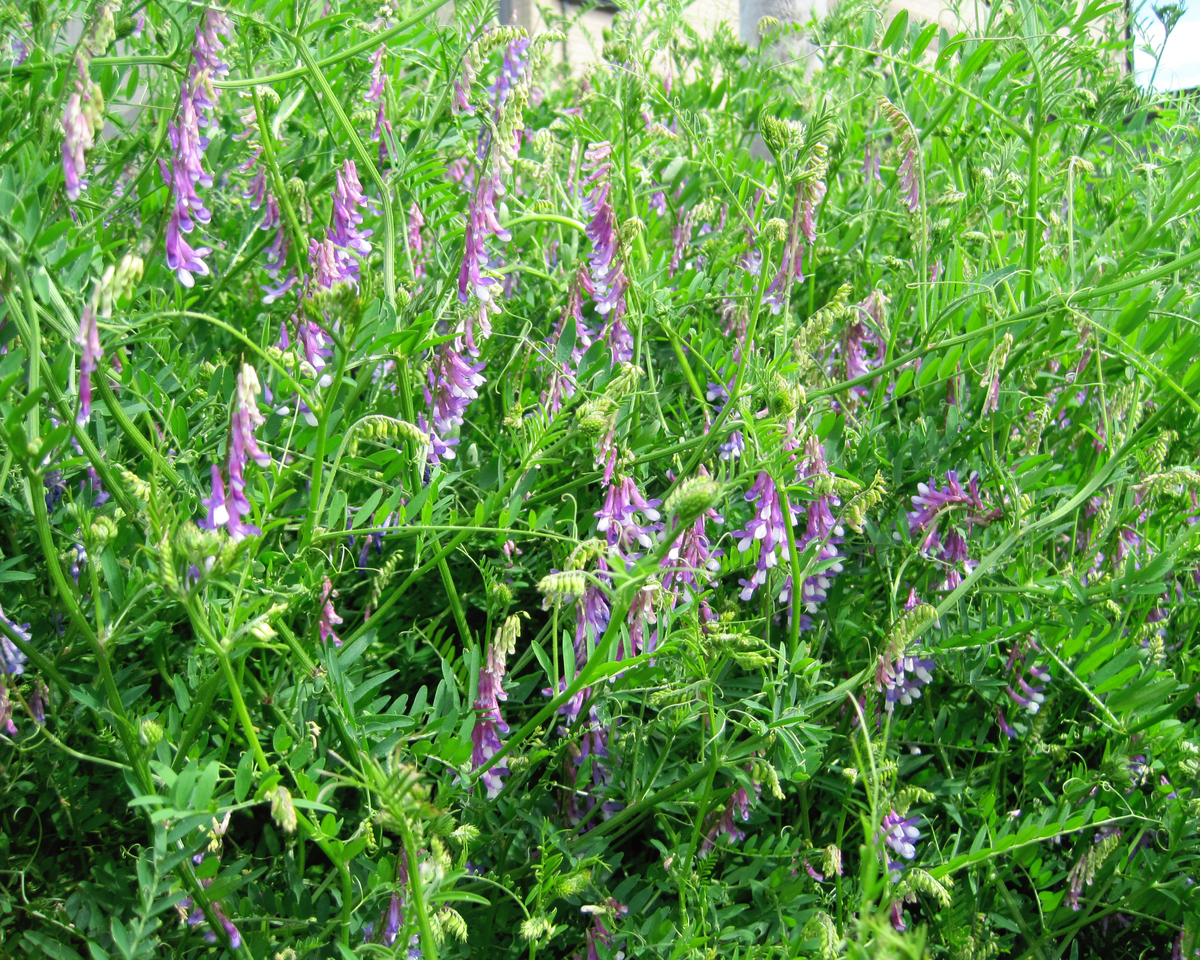 Hairy Vetch Seeds