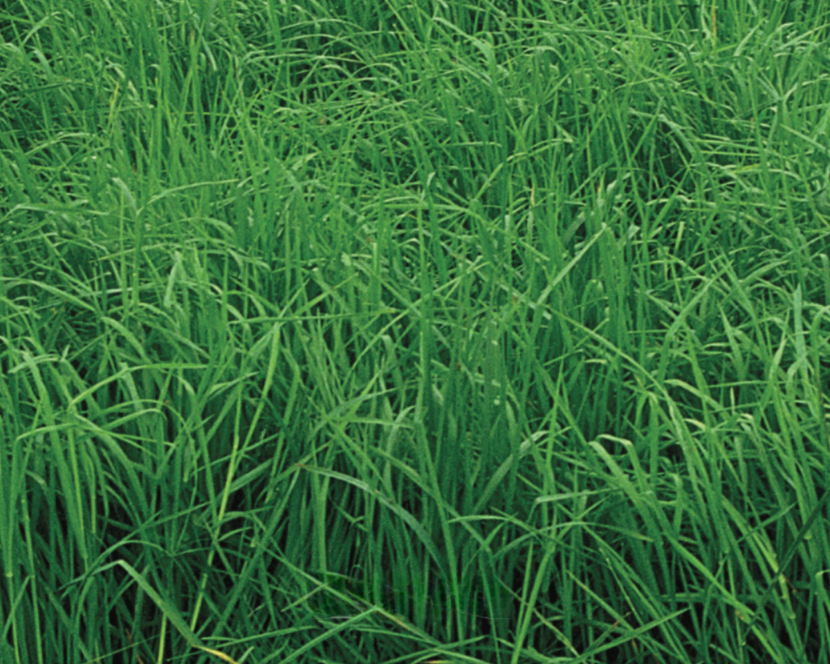 Orchardgrass Seeds
