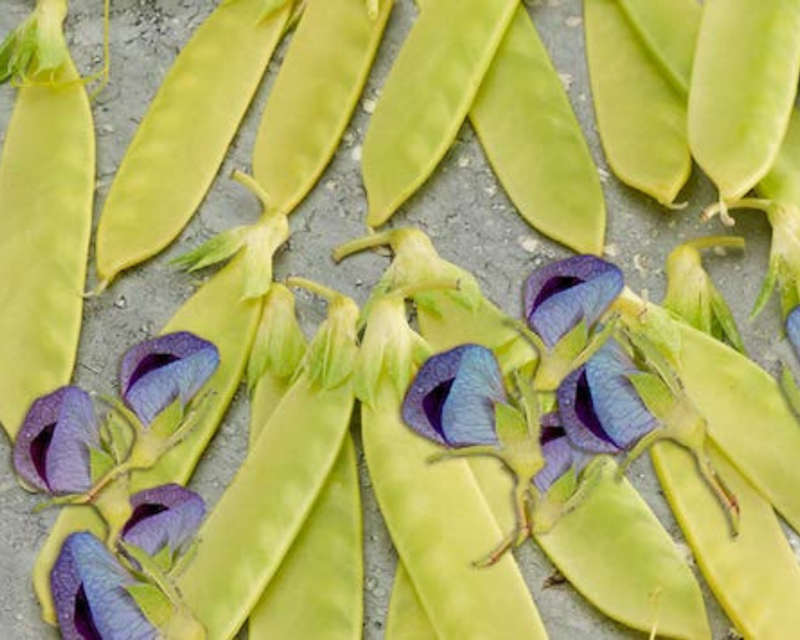 Bulk: Golden Sweet Snow Pea Seeds