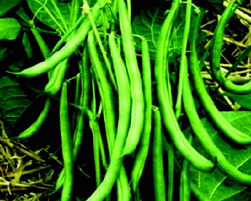 Blue Lake FM-1 Pole Bean Seeds