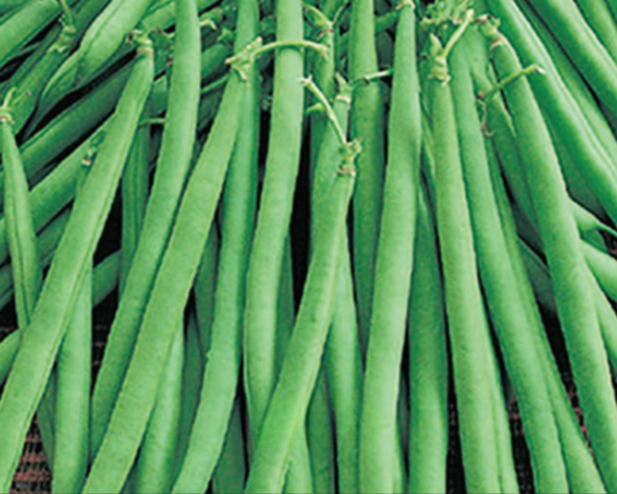 Maxibell French Filet Bush Bean Seeds