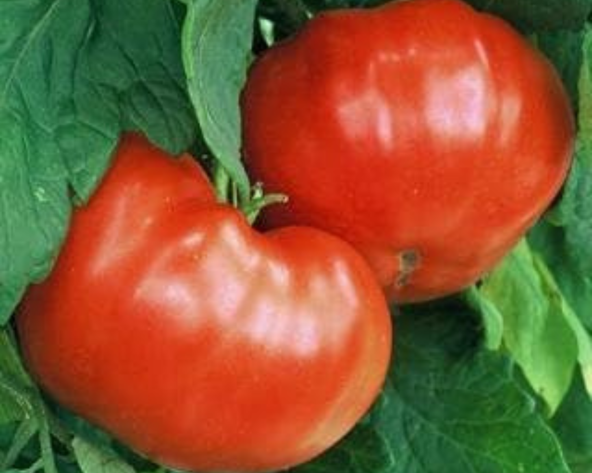 Goliath Bush Early Hybrid Patio VFN Tomato Seeds