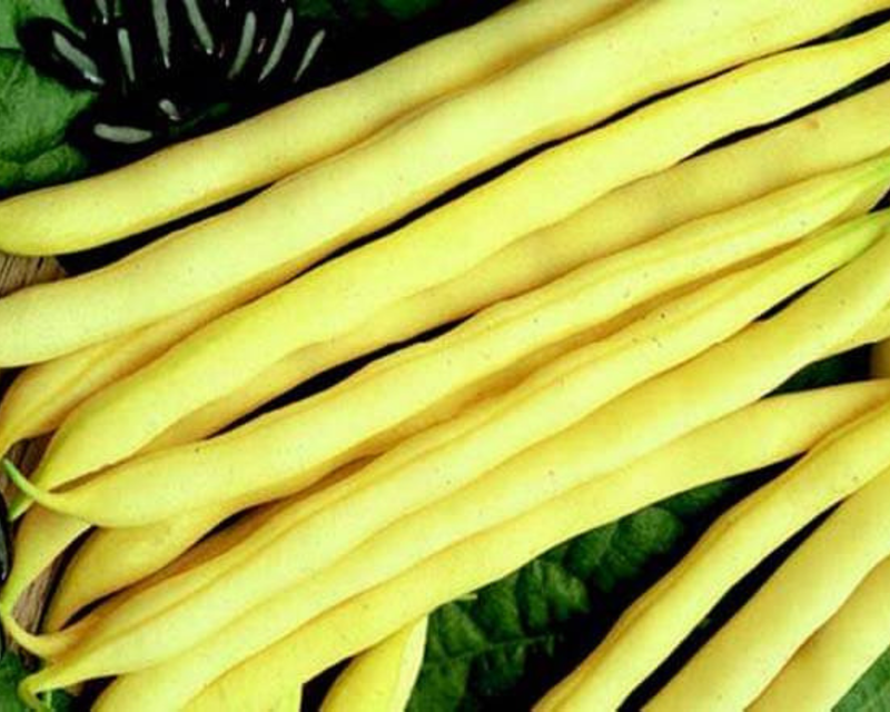 Pencil Pod Black Wax Bush Bean Seeds