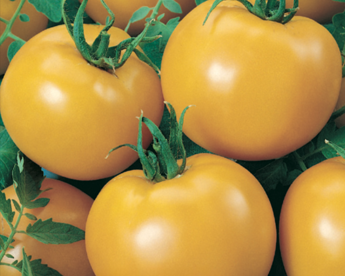 Goliath Sunny Hybrid Yellow Slicing Tomato Seeds