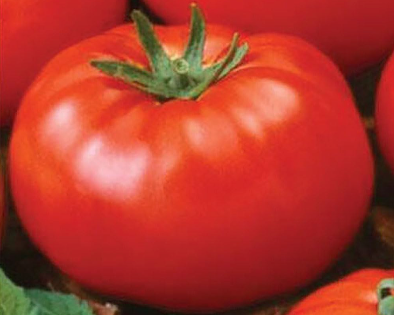 Goliath Old-Fashioned Hybrid VF Tomato Seeds