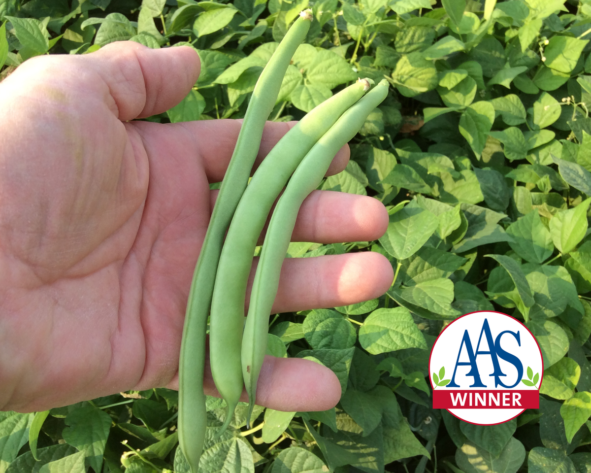 Green Crop Bush Bean Seeds