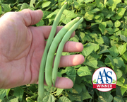 Green Crop Bush Bean Seeds