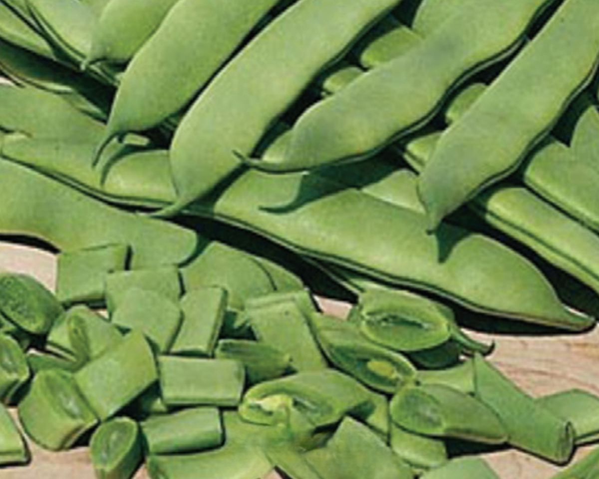 Roma II Bush Bean Seeds